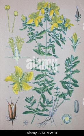 Digital verbesserte hochwertige Reproduktion: Hypericum perforatum, Perforieren, St John's - Johanniskraut, gemeinsame Saint John's Wort und Johanniskraut, Familie Hypericaceae/Echte Johanniskraut, Echt-Johanniskraut, Gewöhnliches Johanniskraut Johanniskraut, Durchlöchertes, Tüpfel-Johanniskraut, Tüpfel-Hartheu, Johanneskraut,, Pflanzenart aus der Gattung der Johanniskräuter, Familie der Hypericaceae Stockfoto