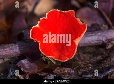 Pilz. Scarlet Elf Cap arcoscypha coccinea'. Foto in meinem Garten im Südwesten Frankreichs. Stockfoto