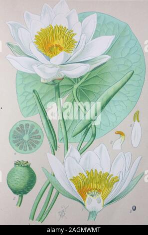 Digital verbesserte hochwertige Reproduktion: Nymphaea alba, auch als Die Weiße Seerose bekannt, white water Rose oder Weiß nenuphar, ist ein aquatischer blühende Pflanze der Familie Nymphaeaceae/Weiße Seerose, Wasserlilie, Pflanzenart aus der Familie der Seerosengewächse Stockfoto