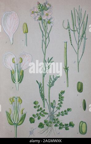 Digital verbesserte hochwertige Reproduktion: Cardamine pratensis, cuckooflower, Lady's Smock, Mayflower, oder so, ist eine blühende Pflanze in der Familie Brassicaceae/Wiesen-Schaumkraut, Pflanzenart aus der Gattung der Schaumkräuter (Cardamine) innerhalb der Familie der Kreuzblütengewächse Stockfoto