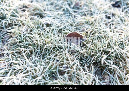 Textur og Gras mit Eis bedeckt Stockfoto