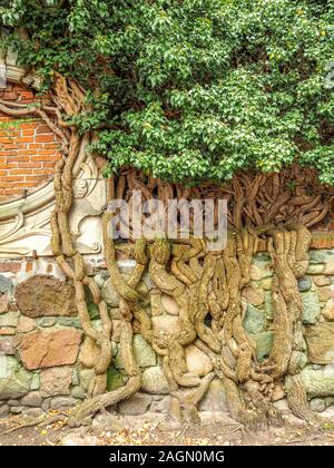 Alte knorrige Weinstock bis Klettern Backstein und gepflasterten Mauer. Stockfoto
