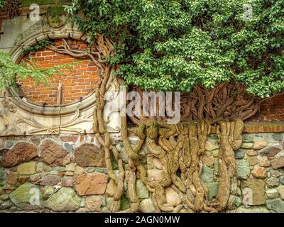 Alte knorrige Weinstock bis Klettern Backstein und gepflasterten Mauer. Stockfoto