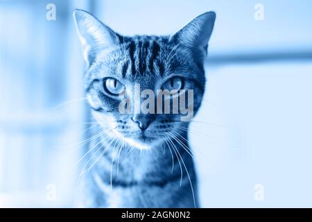 Nahaufnahme von cute adorable tabby Katze Kopf Gesicht mit Streifen und Schnurrhaare. Getönt mit Trend 2020 dunkelblau klassische Farbtöne. Inländische pet Indoor bei h Stockfoto