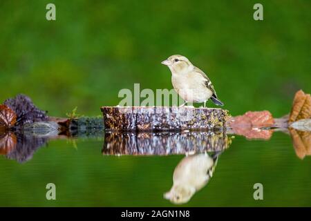 Eine weibliche Buchfink Nahrungssuche im Spätherbst in Mid Wales Stockfoto