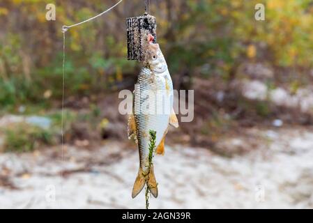 Süßwasserfische gerade aus dem Wasser genommen. Einzige Gemeinsame plötze Fische oder Rutilus Heckelii am Haken mit blauen Himmel im Hintergrund Stockfoto