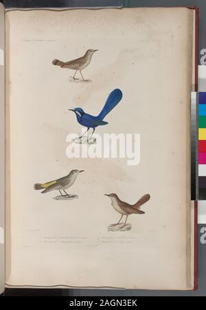 Oiseaux: 1. Troquet resplendissant mâle; 2. Traquet à croupion Jaune; 3. Traquet grivelé, mâle. 4. Traquet â lange Wette. (Nouvelle-Hollande.); Oiseaux: 1. Troquet resplendissant mâle; 2. Traquet à croupion Jaune; 3. Traquet grivelé, mâle. 4. Traquet â lange Wette. (Nouvelle-Hollande.) Stockfoto