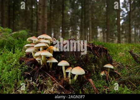 Cluster von Schwefel Büschel Pilze wachsen auf einem faulen Baumstumpf im Wald mit Moos bedeckt den Boden Stockfoto