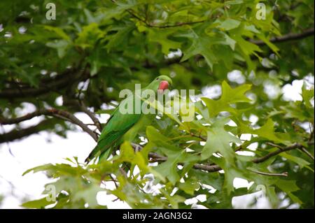 Rose-ringed parakeet (Psittacula krameri) im Hyde Park in London. Stockfoto