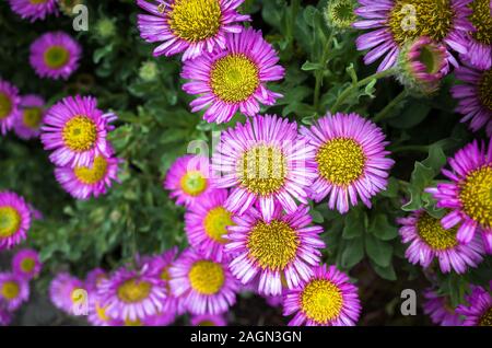 Rosa Blüten der Erigeron glaucus oder Sea Breeze. Stockfoto