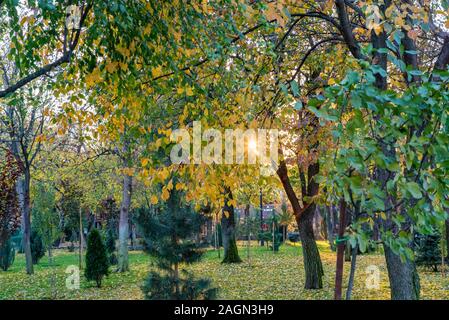Herbst park Vegetation zu schließen. Verschiedene grüne Bäume und Sonnenuntergang im Hintergrund Stockfoto