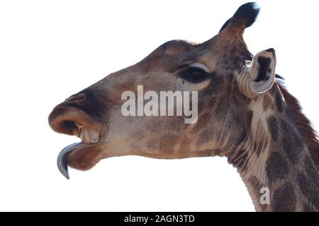 Knochen - essen Giraffe Stockfoto