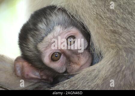 Baby Meerkatze im Arm der Mutter Stockfoto