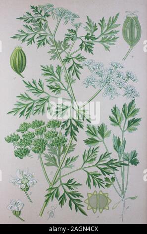 Digital verbesserte hochwertige Reproduktion: Aethusa cynapium, Fool's Petersilie, Fool's Cicely, oder Gift Petersilie, ist eine jährliche, selten Biennale, Kraut in der Familie der Apiaceae, beheimatet in Europa, Westasien, und Nordwesten Afrikas. Es ist das einzige Mitglied der Gattung/Hundspetersilie Aethusa, Kunst der Pflanzengattung Aethusa innerhalb der Familie der Doldenblütler Stockfoto