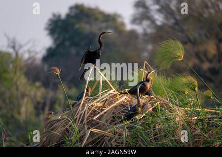 Afrikanische Schlangenhalsvogel (anhinga Rufa) sitzen im Schilf am Ufer des Chobe River in den Chobe National Park, Botswana, Südafrika Stockfoto