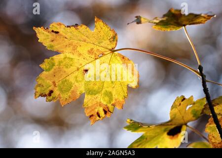 Bergahorn (Acer pseudoplatanus) Blatt mit Herbst Farbe. Tipperary, Irland Stockfoto