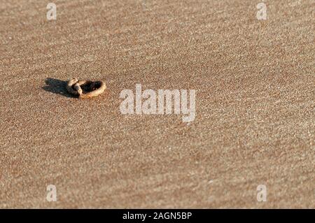 Worm Besetzung auf Gairloch Strand, Scottish Highlands Stockfoto