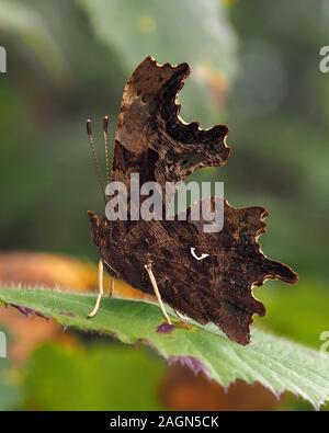 Underwing Schuß von Komma Schmetterling (Polygonia c-Album) zeigt das Komma Markierung auf den Flügel. Tipperary, Irland Stockfoto