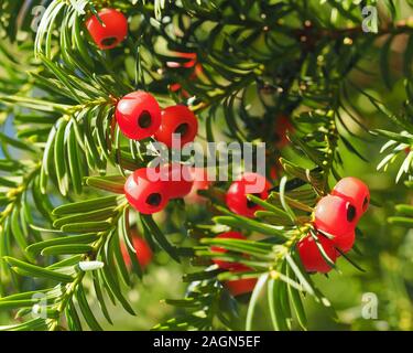 Eibe (Taxus Whipplei) Beeren im Herbst. Tipperary, Irland Stockfoto