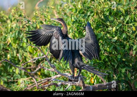 Afrikanische Schlangenhalsvogel (anhinga Rufa) trocknen Flügel am Ufer des Chobe River in den Chobe National Park, Botswana, Südafrika Stockfoto