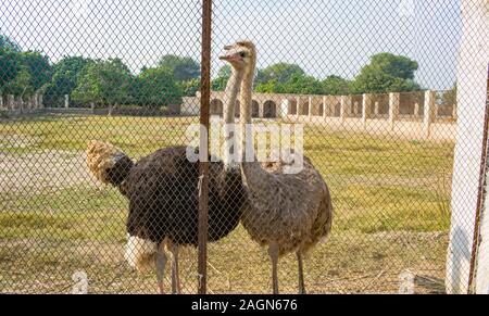 Nahaufnahme der zwei afrikanische Strauße in einem Park. Porträt von zwei strauße mit blauem Himmel und Bäume Hintergrund. Stockfoto