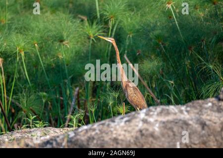 Purpurreiher (Ardea purpurea) stehen am Ufer des Chobe River in den Chobe National Park, Botswana, Südafrika Stockfoto