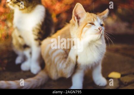 Schöne ginger Kitten paw Kratzer hinter dem Ohr, Outdoor Portrait, Flöhe und Zecken bei Haustieren Stockfoto