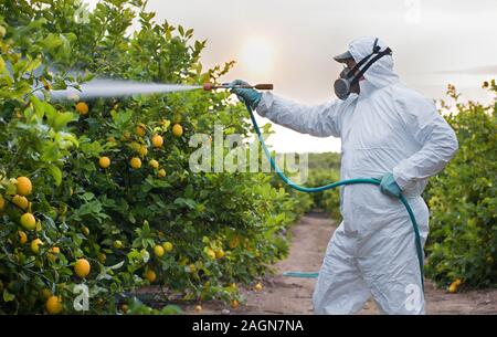 Unkraut Insektizid Begasung. Biologische ökologische Landwirtschaft. Spritzen mit Pestiziden in Obst Zitrone in wachsenden landwirtschaftlichen Plantage, Spanien. Mann Stockfoto