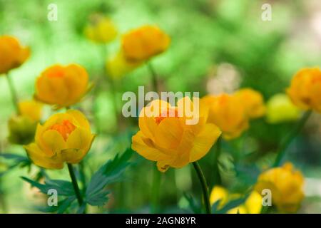 Globus - Blume Blume wächst im Garten. Trollius europaeus Stockfoto