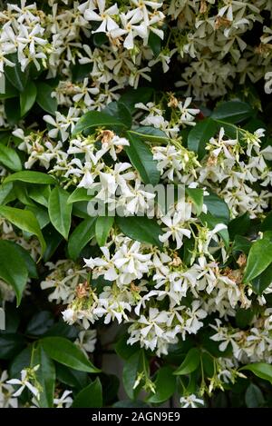 Trachelospermum jasminoides immergrüne Pflanze Stockfoto