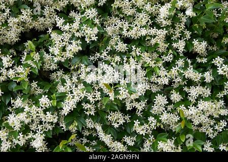 Trachelospermum jasminoides immergrüne Pflanze Stockfoto