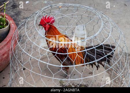Ein Huhn/Hahn unter einem Kabel Käfig in der Straße, Phnom Penh, Kambodscha. Stockfoto