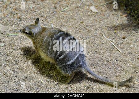 Australien, Numbat - ein beuteltier nur Ameisen essen Stockfoto