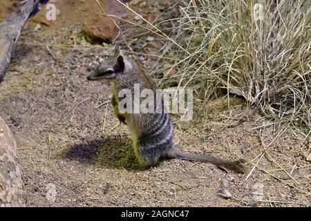 Australien, Numbat - ein beuteltier nur Ameisen essen Stockfoto