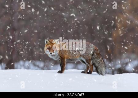 Red Fox (Vulpes vulpes) Nahrungssuche am Waldrand im Schnee im Winter Stockfoto