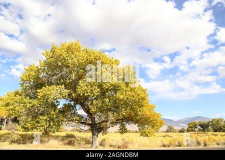 Ein großer Baum mit Herbstfarben am Straßenrand in Bishop, Kalifornien auf einen ruhigen Tag. Stockfoto