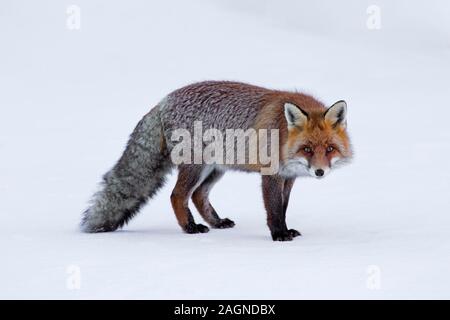 Red Fox (Vulpes vulpes) in Richtung Kamera schaut in den Schnee im Winter Stockfoto