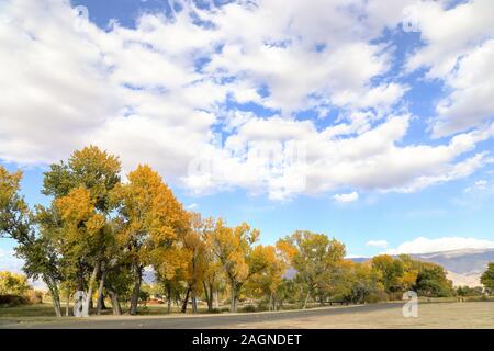 Große Bäume mit Herbstfarben am Straßenrand in Bishop, Kalifornien auf einen ruhigen Tag. Stockfoto