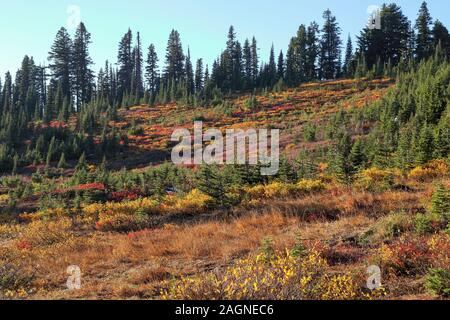 Voller Farben des Herbstes zu Winter Übergang am Mount Rainier National Park angezeigt, Seattle, Washington Stockfoto