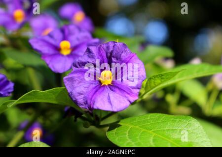 Blossom von auch ein Känguru Apple oder Poroporo genannt Solanum laciniatum oder Kängurustrauch, ausgewählte Schwerpunkte und Bokeh Stockfoto