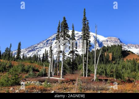 Voller Farben des Herbstes zu Winter Übergang am Mount Rainier National Park angezeigt, Seattle, Washington Stockfoto