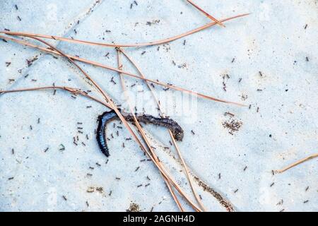 Eine Armee von Ameisen verbreiten und Surround der Kadaver eines toten Wurm. Stockfoto