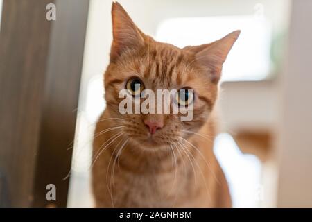 Orange tabby Katze (wissenschaftlicher Name: Felis catus) Porträt Stockfoto