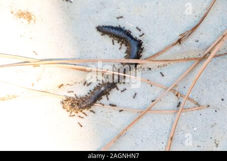 Eine Armee von Ameisen verbreiten und Surround der Kadaver eines toten Wurm. Stockfoto