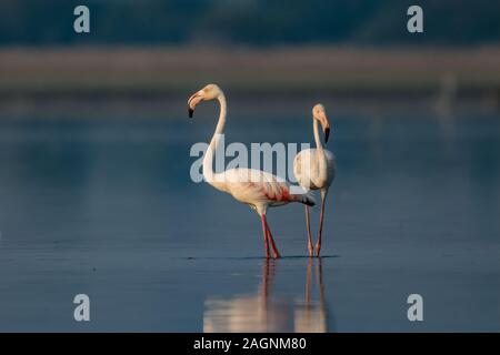 Der greater Flamingo ist die am weitesten verbreitete und größten Arten der Flamingo Familie. Stockfoto