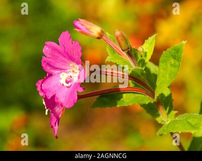 Detailansicht der rosa Blüten, Knospen und grüne Blätter der großen Weidenröschen, Epilobium hirsutum, in einem Naturschutzgebiet in North Yorkshire, England Stockfoto