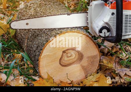 Elektrische Kette Sägeblatt in der Nähe von einem Schnitt auf den Boden. Stockfoto