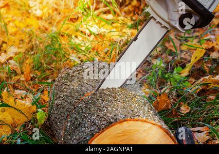 Elektrische Kette Sägeblatt in der Nähe von einem Schnitt auf den Boden. Stockfoto