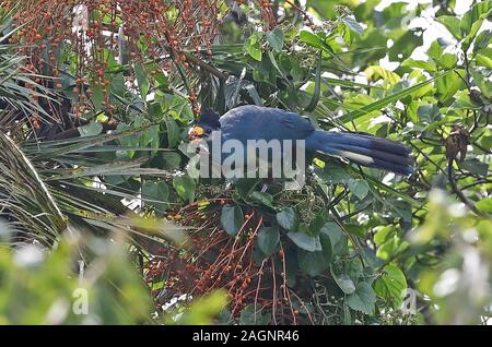 Große Blaue Turaco (Corythaeola cristata) nach der Fütterung in fruchtkörper Baum Kibale Forest Nationalpark, Uganda November Stockfoto