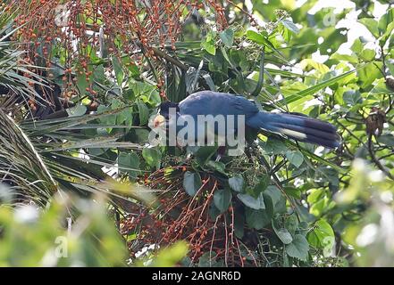 Große Blaue Turaco (Corythaeola cristata) nach der Fütterung in fruchtkörper Baum Kibale Forest Nationalpark, Uganda November Stockfoto